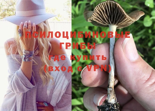 трава Белокуриха